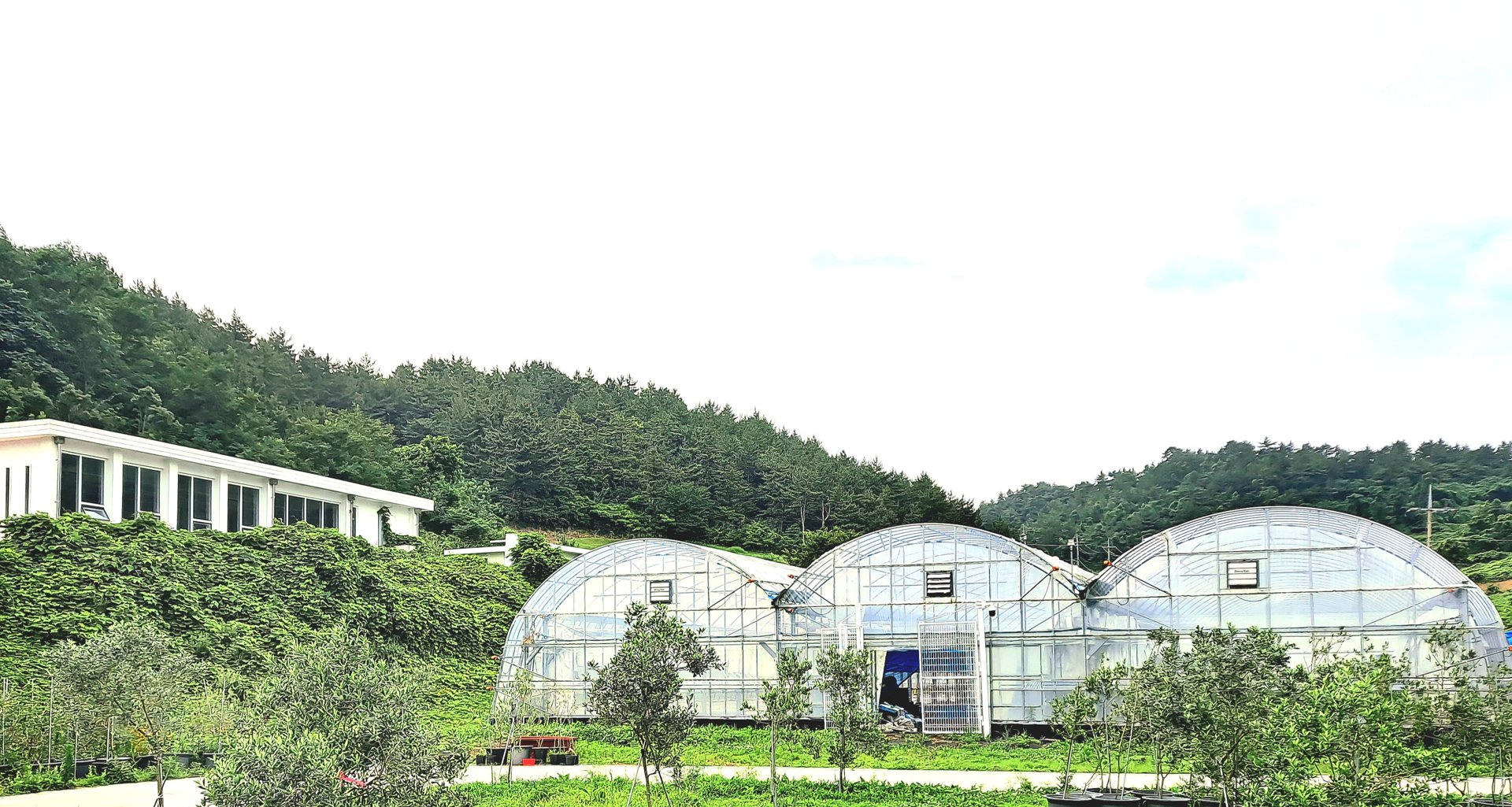 신안 올리브 재배시설